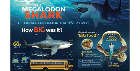 megalodon shark length|Megalodon: Facts about the long.